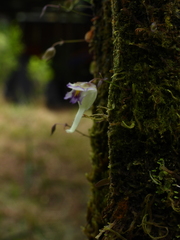Utricularia jamesoniana