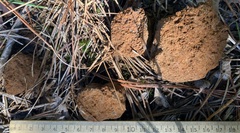 Pisolithus arenarius