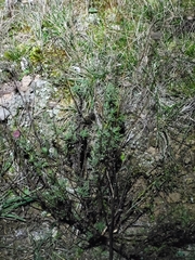 Santolina rosmarinifolia