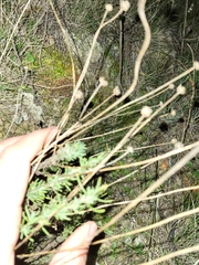 Santolina rosmarinifolia