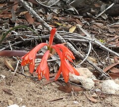 Cyrtanthus fergusoniae