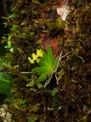 Erycina pumilio
