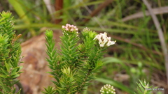 Agathosma stenopetala