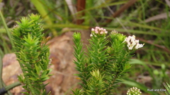 Agathosma stenopetala