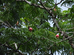 Parkia