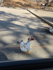 Cairina moschata domestica