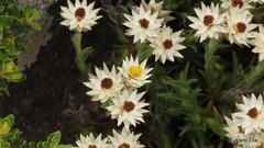 Achyranthemum paniculatum