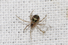 Platnickina tincta