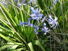 Hyacinthus orientalis
