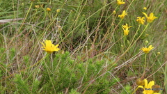 Euryops ursinoides
