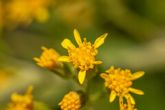 Acrisione denticulata