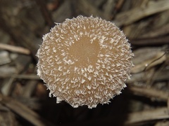 Psathyrella hirta