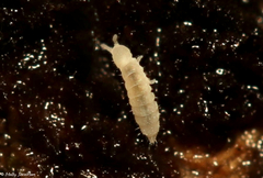 Onychiurinae
