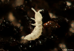 Onychiurinae