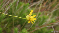 Euryops ursinoides