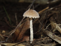 Psathyrella hirta