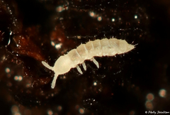 Onychiurinae
