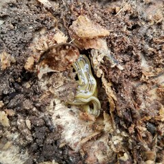 Diversibipalium multilineatum