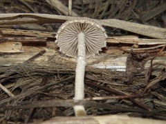 Psathyrella hirta