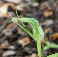 Pterostylis irwinii