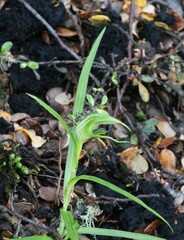 Pterostylis irwinii