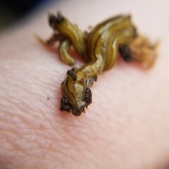 Diversibipalium multilineatum