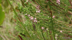 Erica uberiflora
