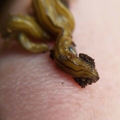 Diversibipalium multilineatum