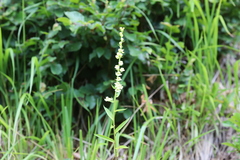 Digitalis lutea