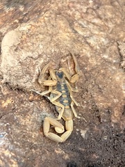 Centruroides exilicauda