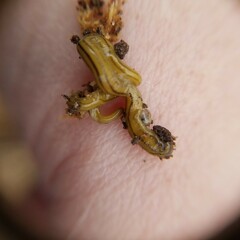 Diversibipalium multilineatum