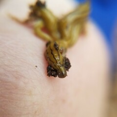 Diversibipalium multilineatum