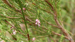 Erica uberiflora
