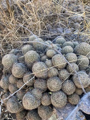 Escobaria chihuahuensis