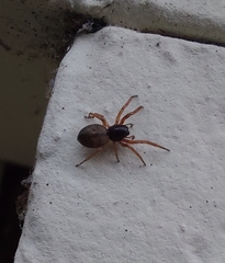 Paratrachelas maculatus