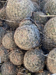 Escobaria chihuahuensis