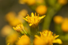 Acrisione denticulata