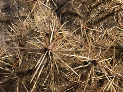Cylindropuntia davisii