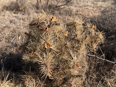 Cylindropuntia davisii