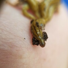 Diversibipalium multilineatum