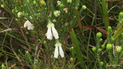 Erica pectinifolia