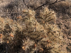 Cylindropuntia davisii