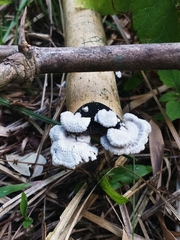 Schizophyllaceae