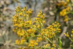 Acrisione denticulata