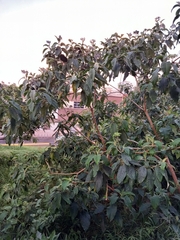 Solanum granulosoleprosum