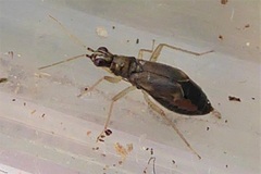 Dicyphus
