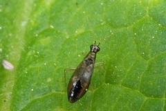Dicyphus