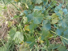 Sidalcea