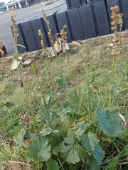 Sidalcea