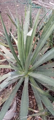 Agave univittata